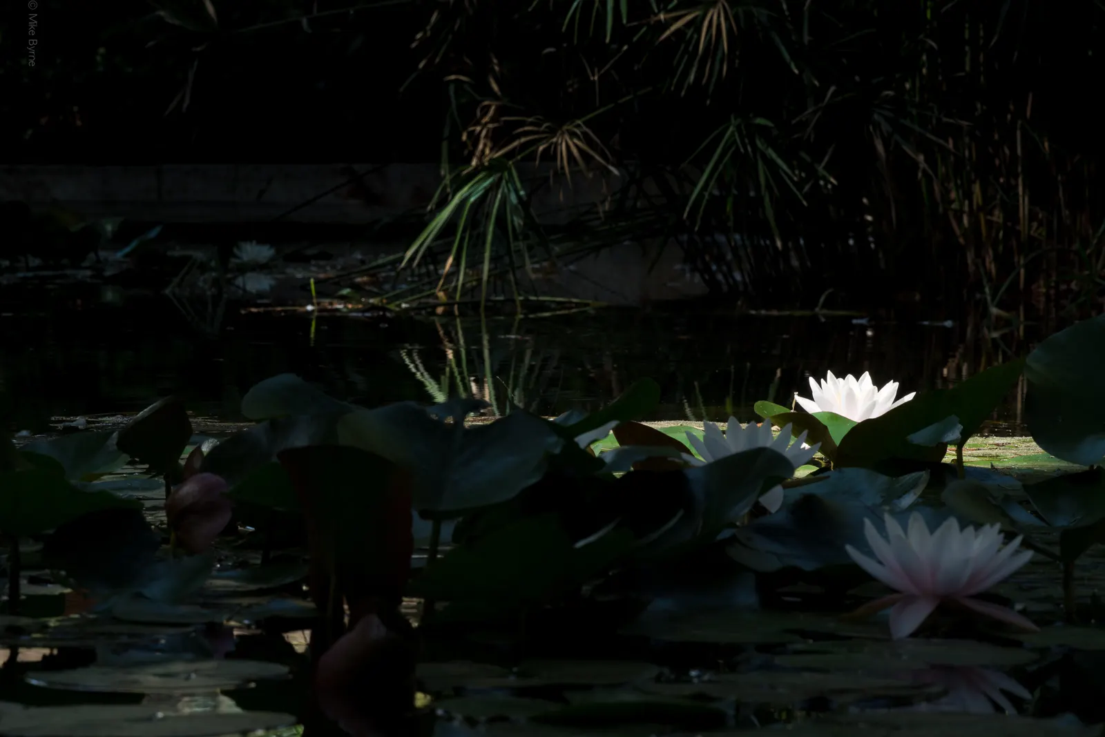 Lilies in the Dark