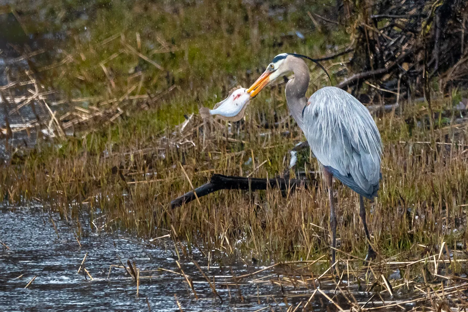 Heron with the Catch