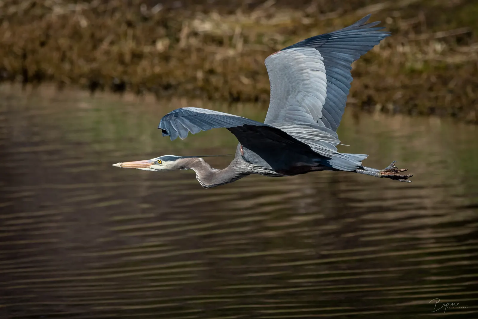 Blue Heron in Flight