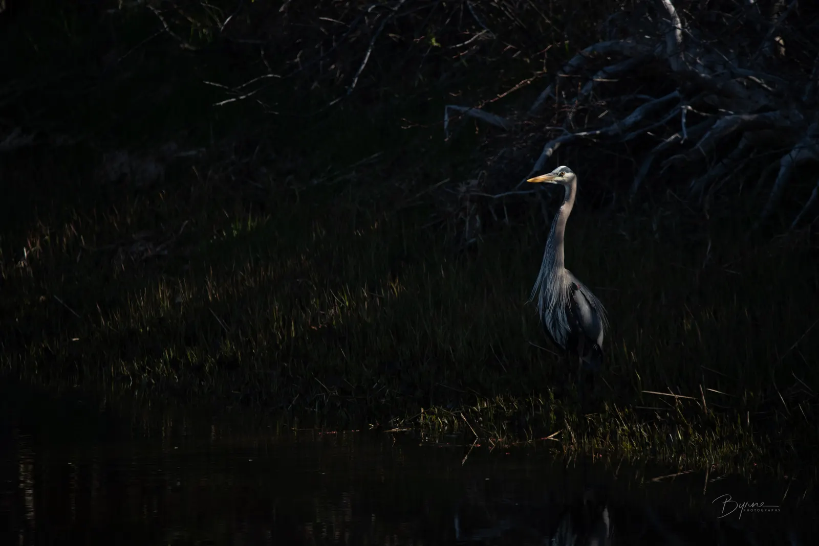 Blue Heron in the Shadows