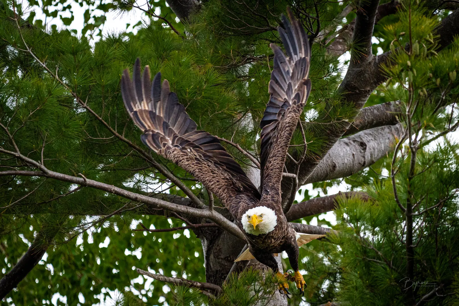 Bald Eagle Landing