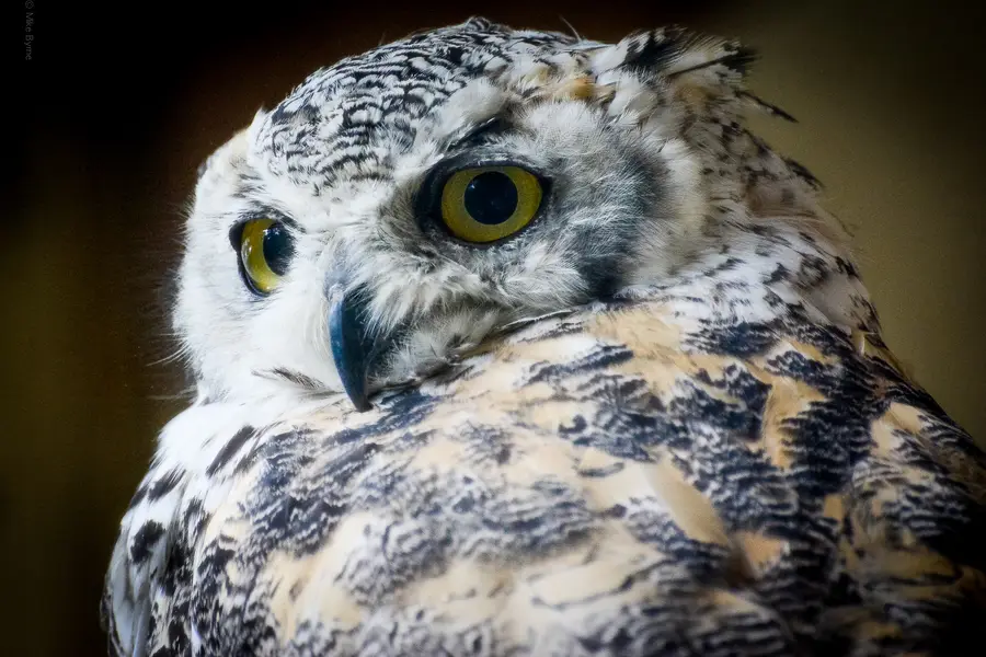 Great Horned Owl Portrait