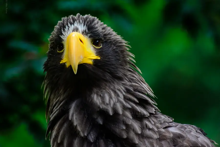 Sea Eagle Portrait