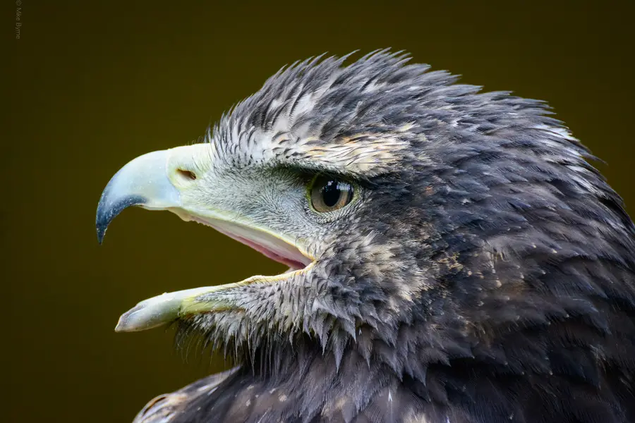 Eagle Call
