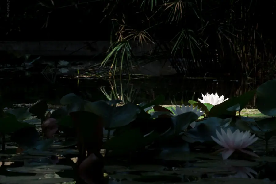 Lilies in the Dark