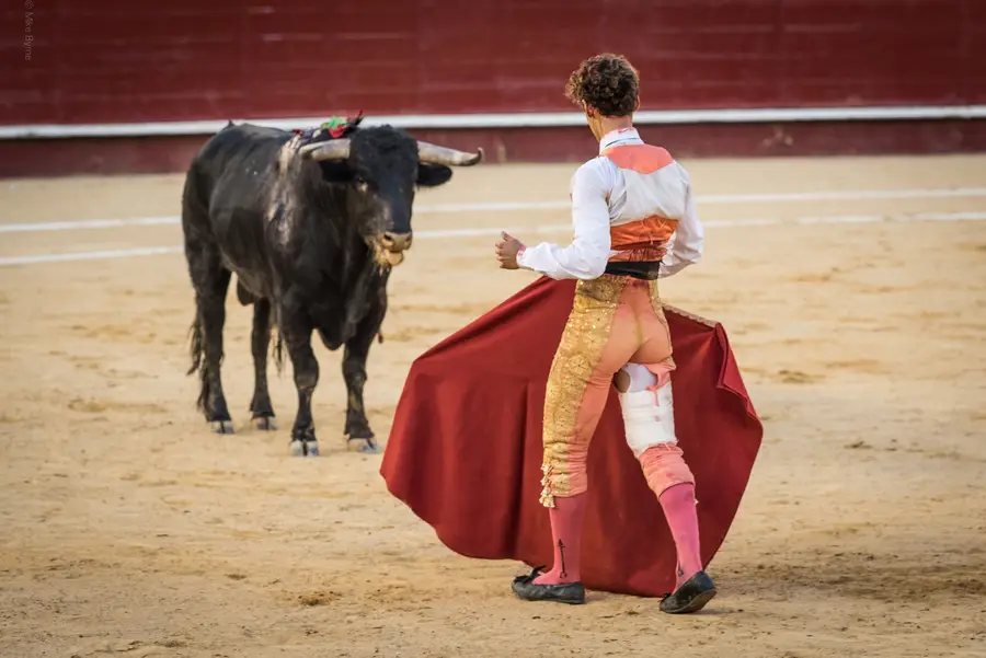Bullfight Standoff