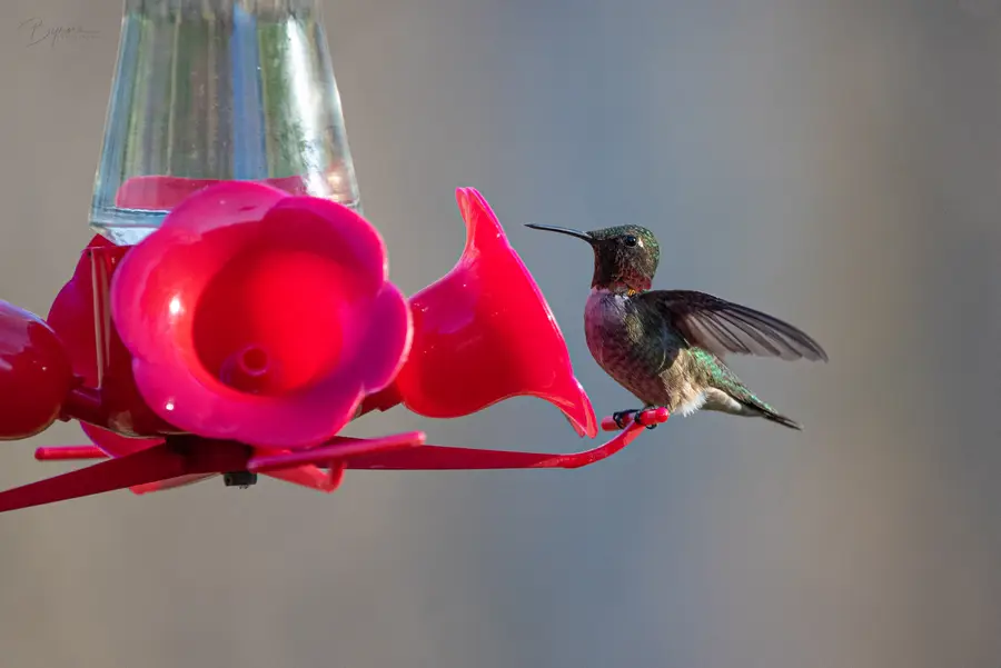 Hummingbird at the Feeder