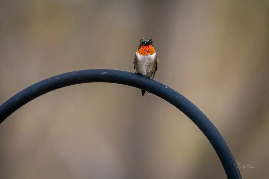 Hummingbird on the Wire