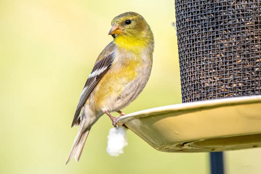 Goldfinch at the Feeder